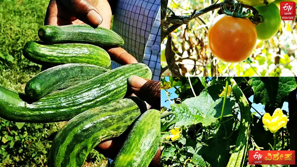 Mayakonda  DAVANAGERE  vegetable prices  APMC in Mayakonda