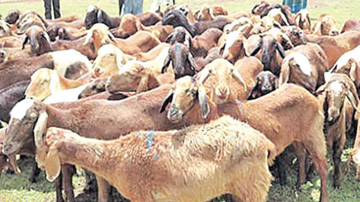 Sheeps Died in Dachepalli Accident