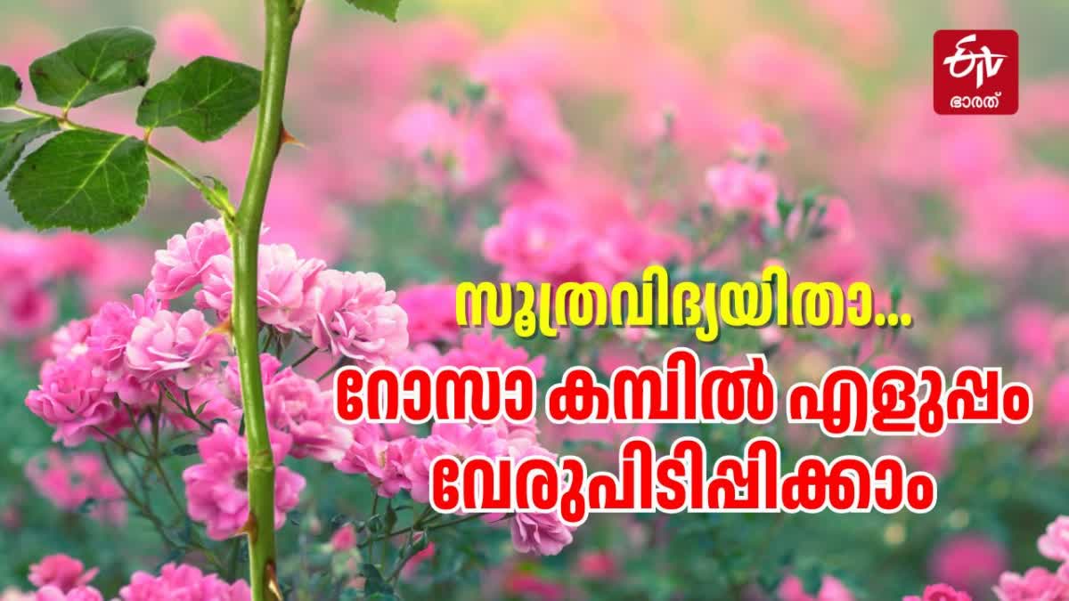 ROSE PLANT GROWING TIPS MALAYALAM  HOW TO GROW ROSE PLANT FASTER  ROSE GARDENING TIPS IN MALAYALAM  റോസ് കമ്പ് വേര് പിടിപ്പിക്കാം