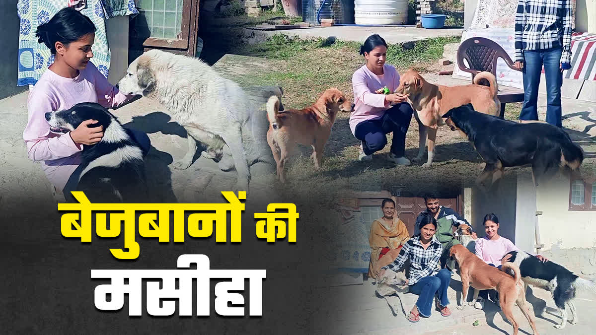 Animal Lover Diksha help injured animals in Mandi