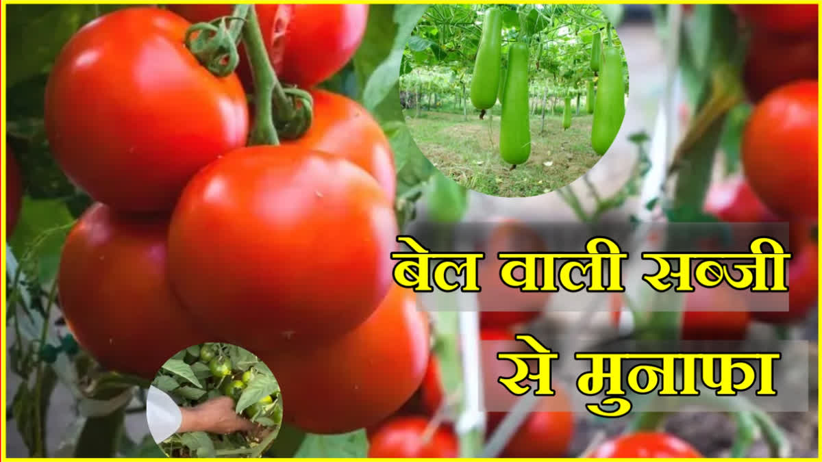 Cultivation of vine vegetables