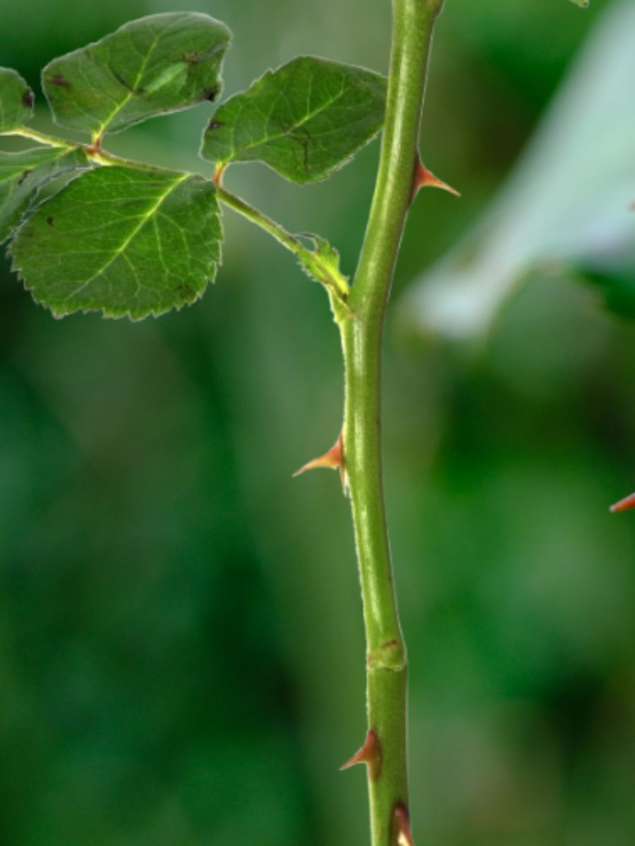 ROSE PLANT GROWING TIPS MALAYALAM  HOW TO GROW ROSE PLANT FASTER  ROSE GARDENING TIPS IN MALAYALAM  റോസ് കമ്പ് വേര് പിടിപ്പിക്കാം