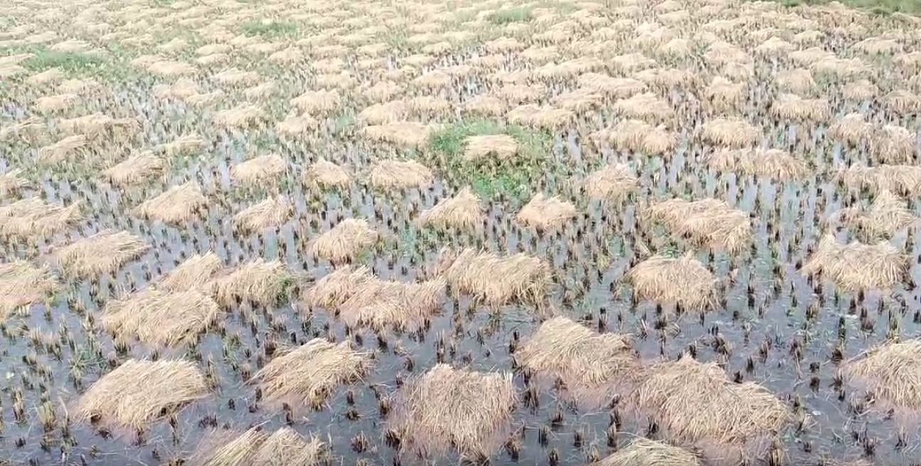 PADDY DAMAGE DUE TO HEAVY RAINFALL