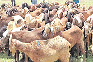 Sheeps Died in Dachepalli Accident