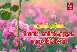 ROSE PLANT GROWING TIPS MALAYALAM  HOW TO GROW ROSE PLANT FASTER  ROSE GARDENING TIPS IN MALAYALAM  റോസ് കമ്പ് വേര് പിടിപ്പിക്കാം