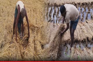 Rains Damage Paddy Crop