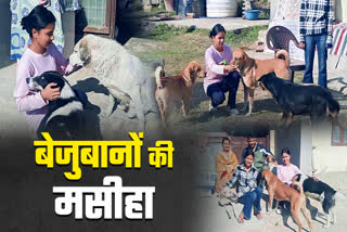 Animal Lover Diksha help injured animals in Mandi