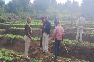 opium-crop-was-destroyed-in-hazaribag