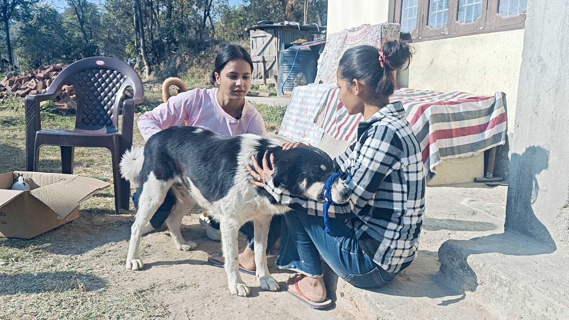 Animal Lover Diksha help injured animals in Mandi