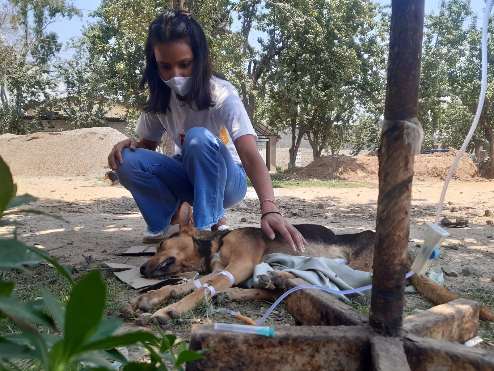 Animal Lover Diksha help injured animals in Mandi