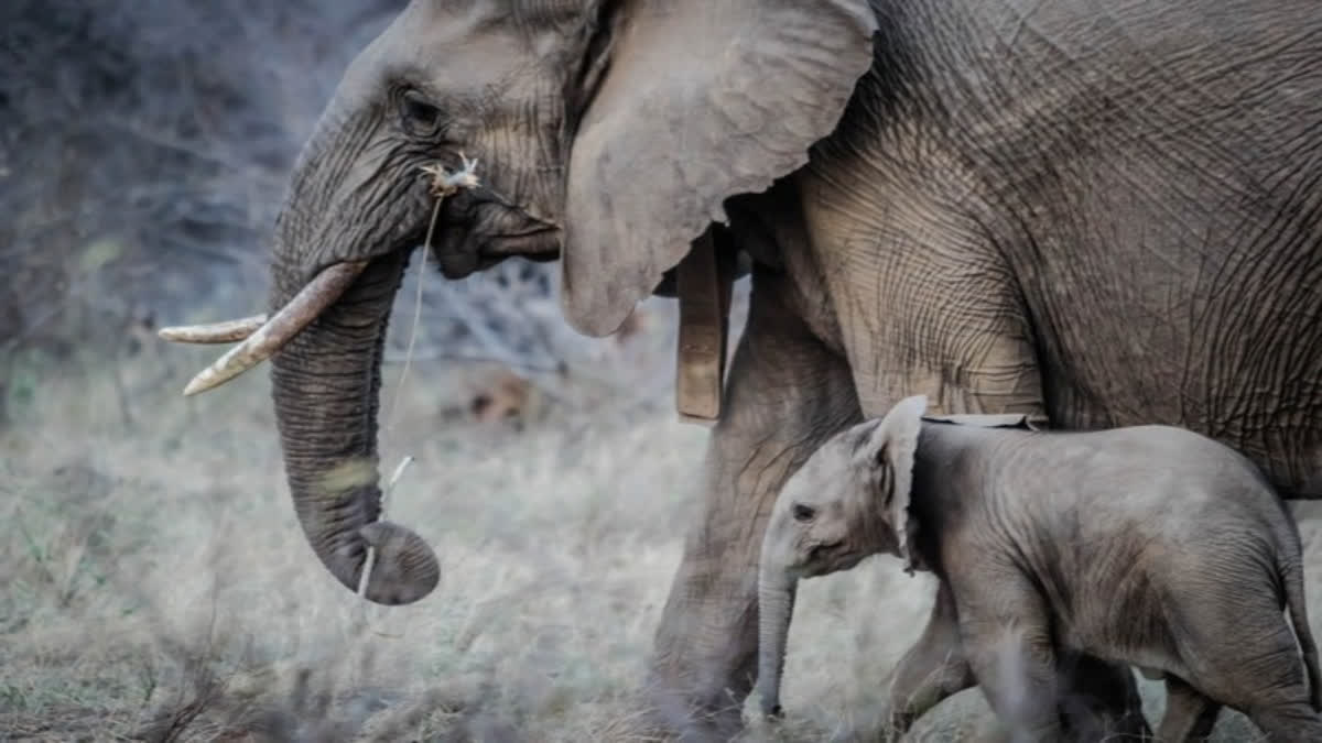 Odisha's SOS to Tamil Nadu for 4 trained 'Kumki' jumbos to tame marauding wild elephants