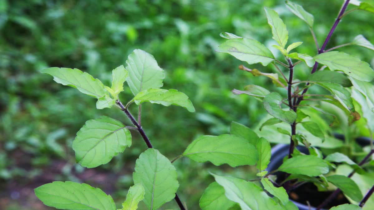 Tulsi Plant Medicinal Value