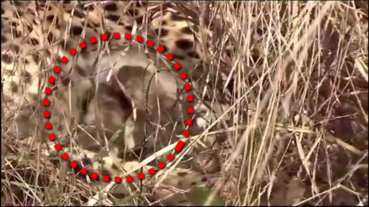 Cheetah Cubs