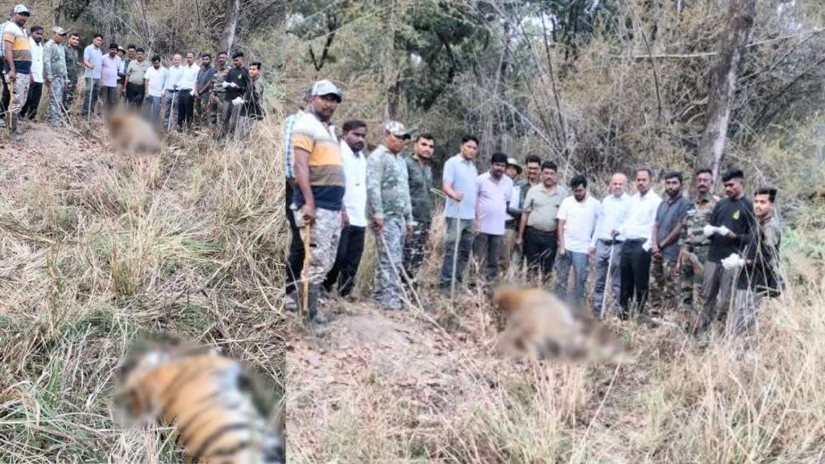 Two Tiger Died In Tadoba
