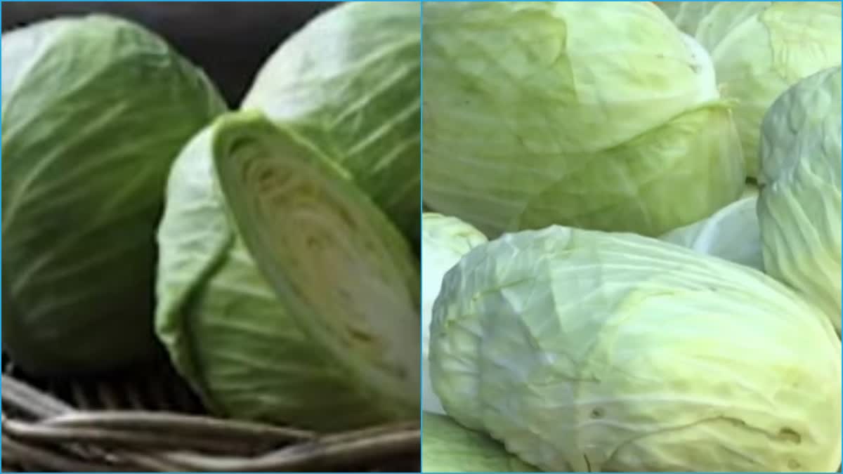 Cabbage Health Benefits In Telugu