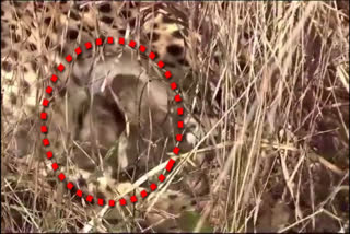 Cheetah Cubs