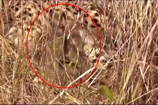 Namibian Cheetah named Jwala  Namibian Cheetah Jwala  Three cubs born  ಕಾಡಿನಲ್ಲಿ ಮತ್ತೆ ಘರ್ಜಿಸಿದ ಚೀತಾ  3 ಮರಿಗಳಿಗೆ ಜನ್ಮ ನೀಡಿದ ನಮೀಬಿಯಾದ ಚೀತಾ  ನಮೀಬಿಯಾದ ಚೀತಾ ಜ್ವಾಲಾ