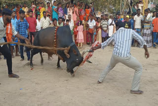 ராணிப்பேட்டையில் மயிலார் தினத்தை முன்னிட்டு வெகு விமரிசையாக நடைபெற்ற எருது காட்டும் விழா