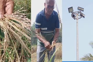 Farmer Complaint on Hightmast Light  ഹൈമാസ്റ്റ് ലൈറ്റ് നെൽകൃഷി നശിച്ചു  നെൽകൃഷി നശിച്ചെന്ന് പരാതി  rice cultivation has been destroyed