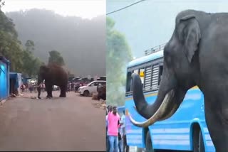 Wild Elephant in munnar  Wild Elephant Padayappa  Padayappa Attacks Again In Munnar  കാട്ടുകൊമ്പൻ പടയപ്പ  കാട്ടുകൊമ്പൻ പടയപ്പയുടെ ആക്രമണം  ഇടുക്കി മൂന്നാർ എക്കോ പോയിന്‍റ്