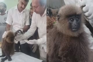 Semnopithecus injury kannur  ഹനുമാൻ കുരങ്ങ് ഷോക്കേറ്റ് വീണു  പരിശോധിച്ച് ചികിത്സ നല്‍കി  Fully grown Semnopithecus injured