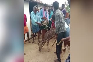 Villagers rescued a deer