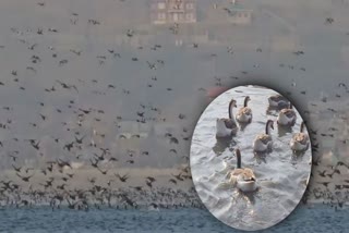 4-lakh-migratory-birds-arrived-kashmiris-wular-lake