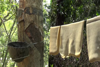 rubber plantation  Rubber price hike in market  Decline In Global Production  വിപണിയില്‍ റബ്ബറിന് വില ഉയരുന്നു  റബ്ബര്‍ വില വര്‍ധന