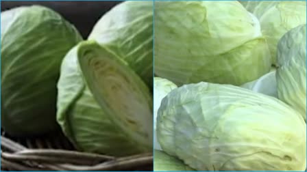 Cabbage Health Benefits In Telugu