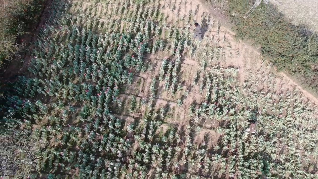 Opium cultivation in Jharkhand