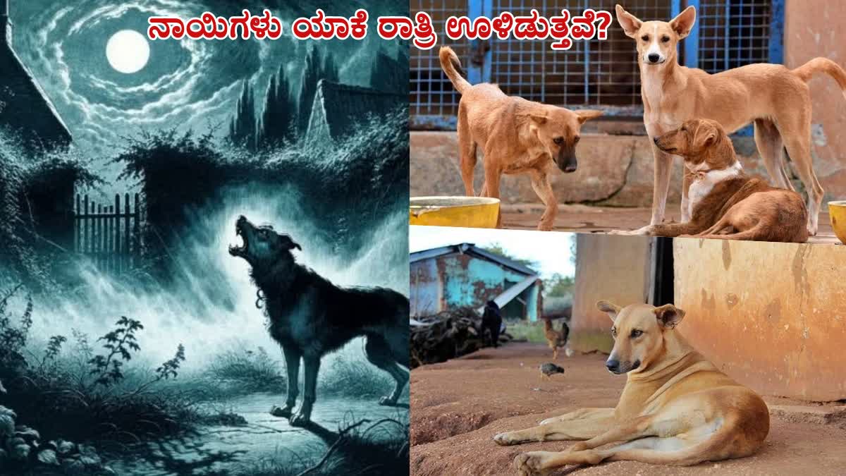 HEADS UP FOR TAIL  ನಾಯಿ ಊಳಿಡುವುದು  DOGS BARKING  DOG  RESEARCH ON DOG BARKING