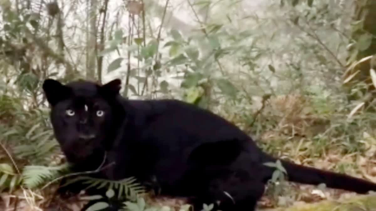 Rare Black leopard