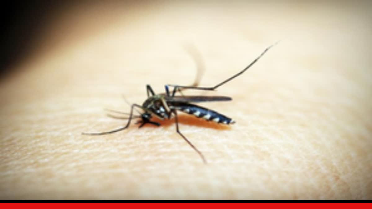 DENGUE IN PUNE