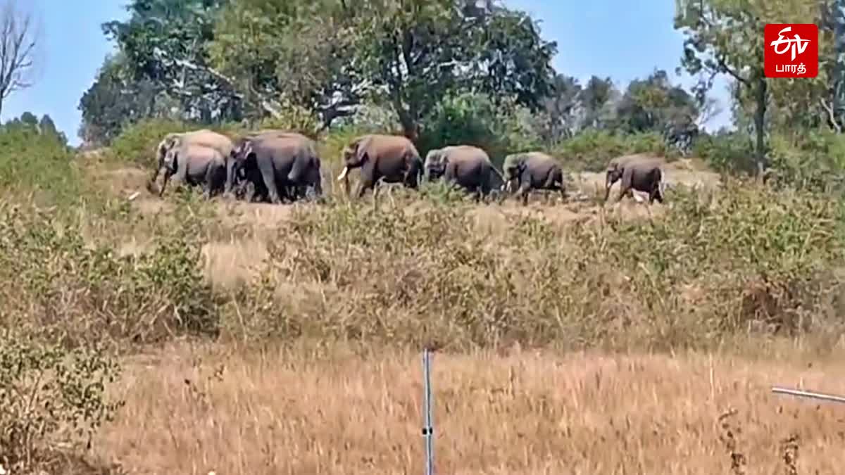 அருளவாடி கிராம தரிசு நிலத்தை கடந்து செல்லும் யானைக் கூட்டம்