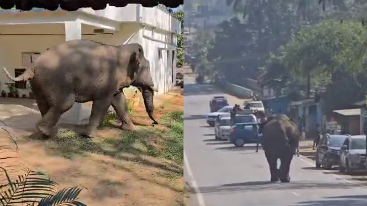 WILD ELEPHANT  ಕಾಡಾನೆ  KODAGU  WILD ELEPHANT VIDEO