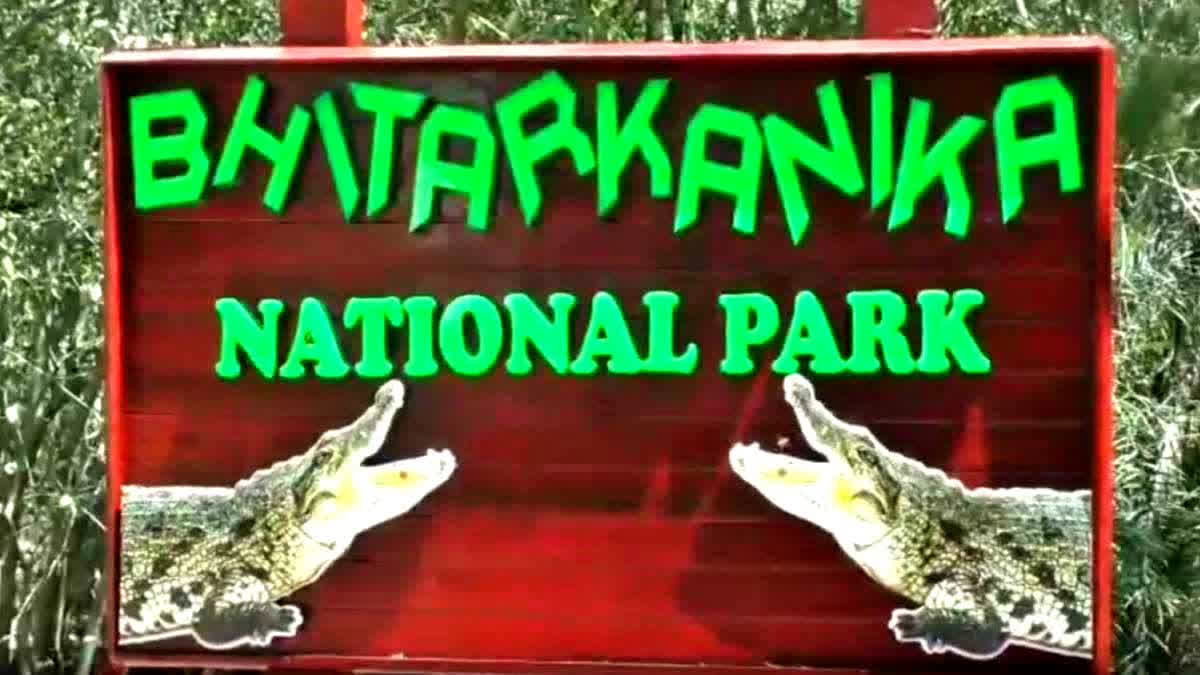 As many as 1,826 crocodiles were counted in the census conducted by Odisha's Forest Department in Bhitarkanika National Park, 15 more than last year