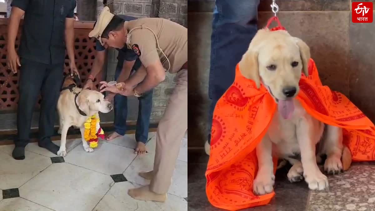 new dog named Simba joins the security team of Sai temple Shirdi