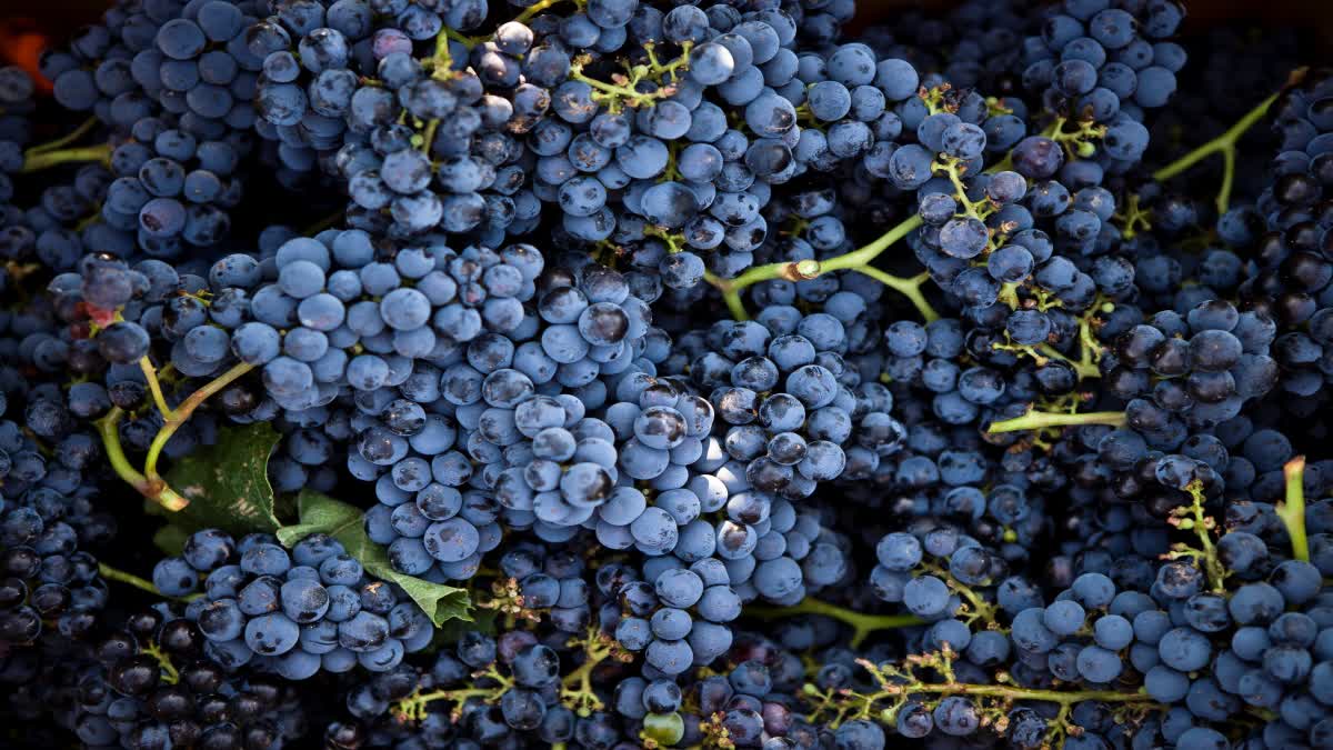 black grapes benefits for health