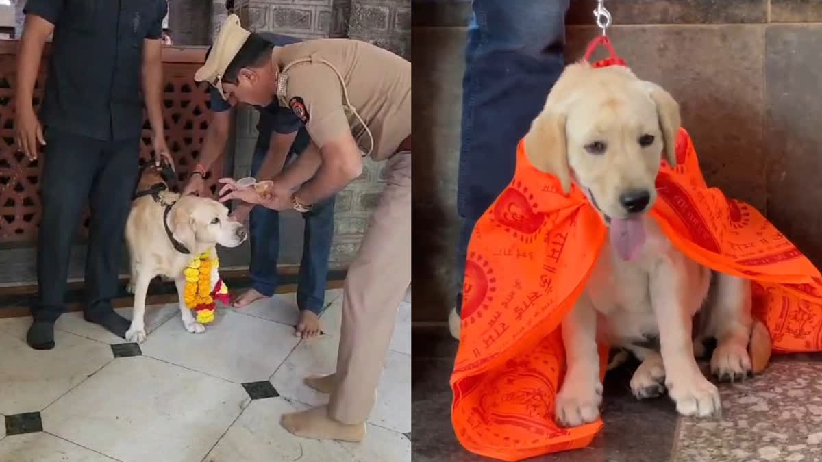 Trained Dog 'Simba' Joins Shirdi Sai Baba Temple Security Team