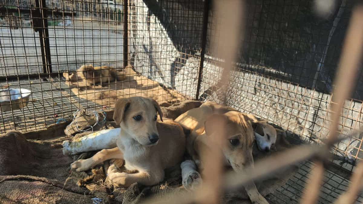 Rescued Dogs Of Alwar Heal And Save Lives