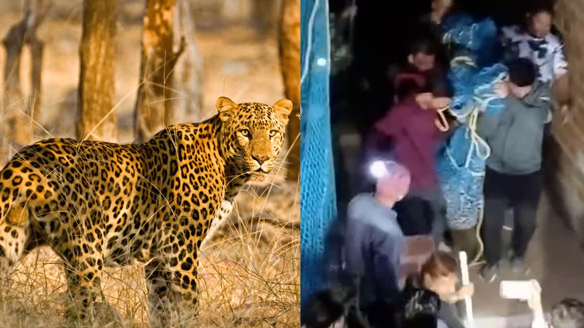 INDORE LEOPARD IN RESIDENTIAL