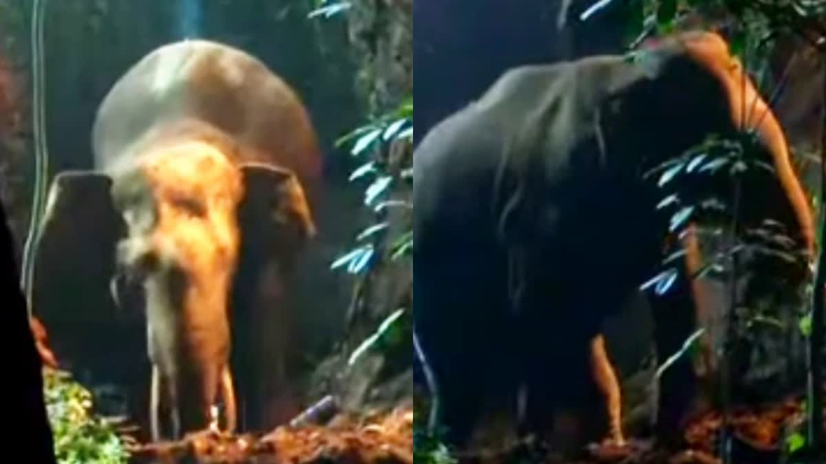 ELEPHANT FOLLOW  കാട്ടാന കിണറ്റില്‍ വീണു  ELEPHANT FELL WELL MALAPPURAM  WILD ELEPHANT RESCUED