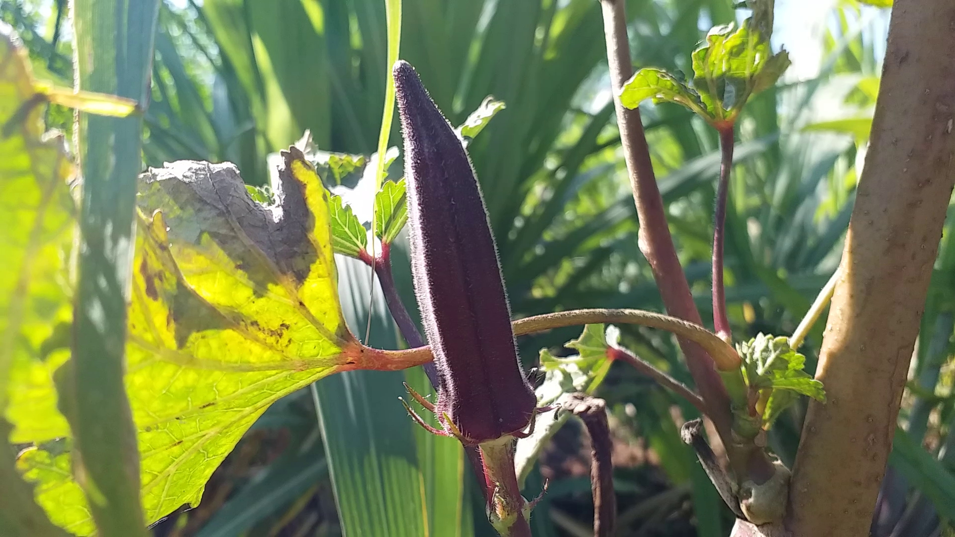 DAVANAGERE  ORGANIC FERTILIZER FARMING  ದಾವಣಗೆರೆಯ ವೃದ್ಧ ದಂಪತಿ ಕೃಷಿ  ಸಾವಯವ ಗೊಬ್ಬರ ELDERLY FARM COUPLE