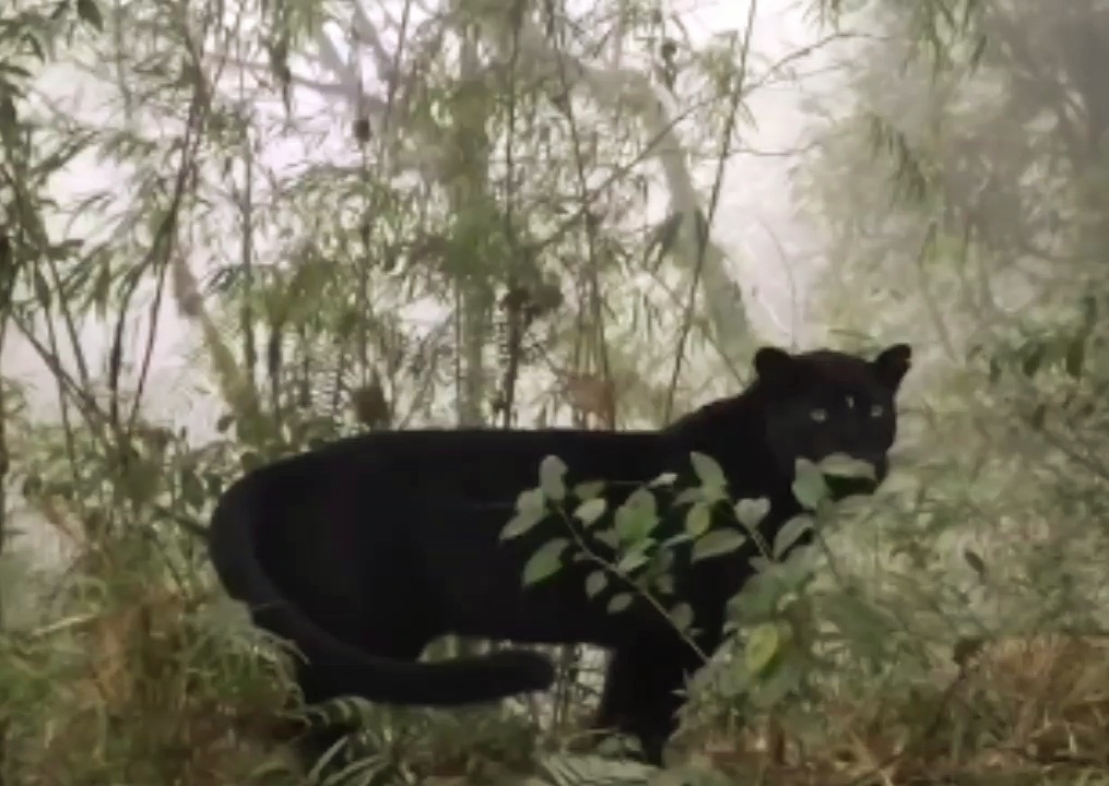 Melanistic Leopard