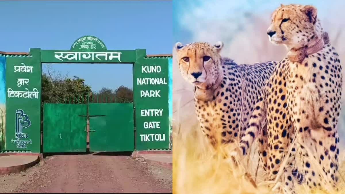 MP TABLEAU CHEETAHS AT RAJPATH