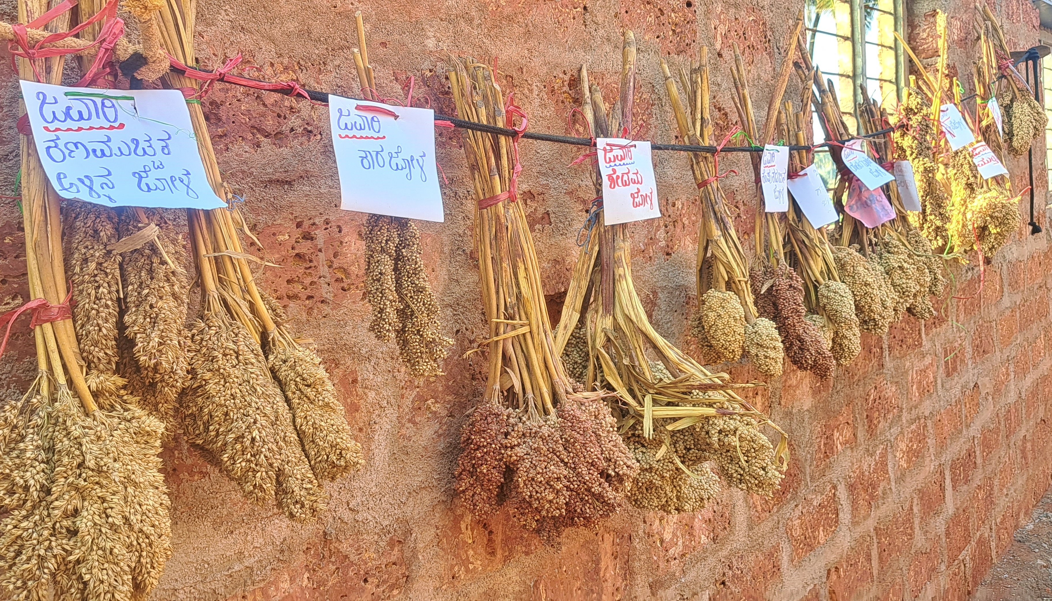 Different varieties of corn