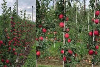 SUBSIDY TO APPLE GARDENERS