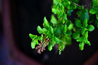 PLACING TULSI AT HOME