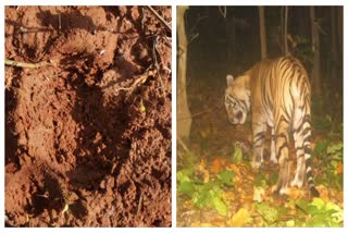 Tiger In Garhwa