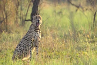 AGNI CHEETAH HUNTED CATTLE